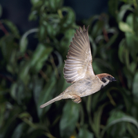 スズメ 飛ぶ の写真素材 イラスト素材 アマナイメージズ