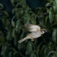 スズメ 飛ぶ[32197000706]の写真・イラスト素材｜アマナイメージズ