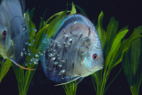 親に群がり 体表の ミルク を食べるブラウンディスカスの稚魚 の写真素材 イラスト素材 アマナイメージズ