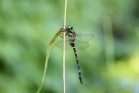 アシの茎にぶら下がって休む「オニヤンマ」 学名：Anotogaster
