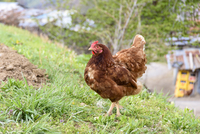 家の周りや 田んぼで平飼いされている ニワトリ 学名 Gallus Gallus Domesticus の写真素材 イラスト素材 アマナイメージズ