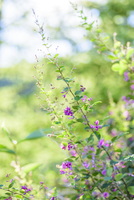 高原に咲いた「ヤマハギ」の花 学名：Lespedeza bicolor[32203011243