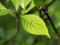 葉っぱの上に咲く「ハナイカダ」の花（雌花） 学名：Helwingia