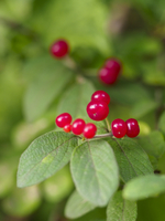 赤い実 ddc3f12eac5e4b249c239dc7f77ba4