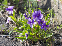 紫*花様 極美品DAMA Premium イタリア素材ショートトレンチM2025 スミレ』の花。学名：Viola mandshurica[32203014277]の写真・イラスト