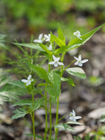 野*)様 タデスミレ