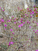 エゾムラサキツツジ/大株【現品発送】管理60740 ツツジ：オオバエゾムラサキツツジpgm 6号ポット入り樹高40