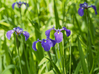 キリガミネヒオウギアヤメ（Iris setosa var. hondoensis