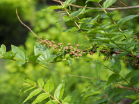 色づき始めた日本3大猛毒植物の一つ『ドクウツギ（Coriaria japonica