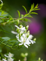 有毒植物『センニンソウ』の花。花粉や汁に触れると火膨れなど皮膚炎を