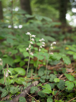 錦蘭ミヤマウズラ「 ガクナン」★山野草 花 野生蘭 斑入 ラン 珍品 原種★ ｜charm（山野草）ミヤマウズラ（深山鶉、錦蘭）（１ポット