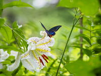 赤い花粉に塗れた、ヤマユリの蜜を吸う『ミヤマカラスアゲハ
