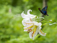 【絵画】ネイチャーアート「山ゆりを訪れるカラスアゲハチョウ」原画 絵画】ネイチャーアート「山ゆりを訪れるカラスアゲハチョウ」原画