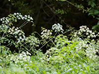 日本三大有毒植物の一つ『ドクゼリ/Cicuta virosa』の花の群落。同環境