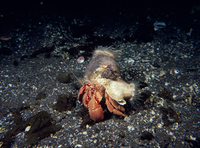 ヨコスジヤドカリ（ヤドカリイソギンチャク）[32209001302]の写真