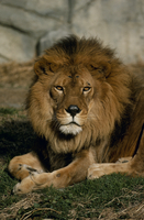 ライオンの顔 の写真素材 イラスト素材 アマナイメージズ