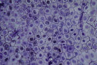 タマネギの表皮細胞 サフラニン染色 顕微鏡倍率 400 の写真素材 イラスト素材 アマナイメージズ