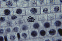 タマネギの表皮細胞 サフラニン染色 顕微鏡倍率 400 の写真素材 イラスト素材 アマナイメージズ