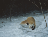 テンの剥製（冬毛） mqdefault.jpg