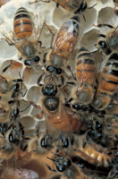 確認用　ミツバチ様 セイヨウミツバチ - 昆虫 - 動物 - Y!きっず図鑑