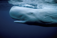 白鯨（マッコウクジラの白色個体）[32226000540]の写真・イラスト素材