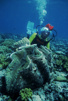 オオシャコガイとダイバー[32236000002]の写真・イラスト素材｜アマナ