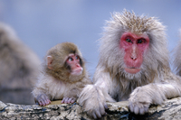 コンコンブル　猿　親子　温泉　2016 レア コンコンブル猿親子温泉2016 レア