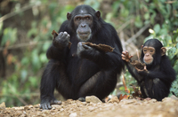 kosen チンパンジー親子 ケーセン Koesen ぬいぐるみ チンパンジー CHIMPANZEE | がりとん