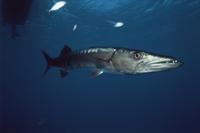 オニカマス（バラクーダ）[32236002212]の写真・イラスト素材｜アマナ