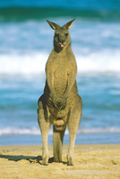 立つオオカンガルーのオス の写真素材 イラスト素材 アマナイメージズ