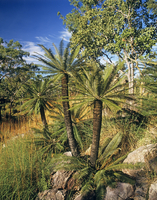 【希少】Cycas calcicola サイカス　カルキコラ ◇サイカス カルキコラ 