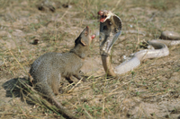 インドコブラとインドマングース（ハイイロマングース）の闘い