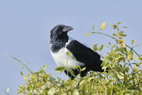 高品質　ムナジロガラス　全身剥製 高品質 ムナジロガラス 全身剥製 - メルカリ