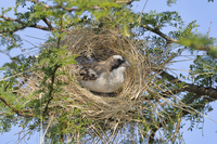 マミジロスズメハタオリ[32245003017]の写真・イラスト素材｜アマナ