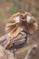 エリマキトカゲ[32245003227]の写真・イラスト素材｜アマナイメージズ