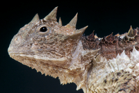 コリーマオオツノトカゲ[32250000861]の写真・イラスト素材｜アマナ