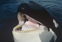 激レア材！シャチの歯 口を開けて水面に浮かび上がるシャチ（オルカ）[32258000144]の写真