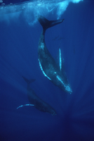 2頭のクジラ 32258000162.jpg