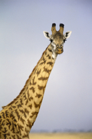 マサイキリンの長い首と正面顔 の写真素材 イラスト素材 アマナイメージズ