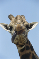 舌を出したキリンの顔 の写真素材 イラスト素材 アマナイメージズ