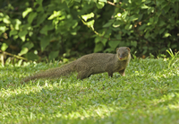 ジャワマングース（Javan mon）頭骨 ジャワマングース（Javan mongoose）頭骨