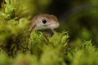 ニホンカナヘビの幼体 の写真素材 イラスト素材 アマナイメージズ