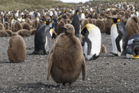 キングペンギンのヒナ の写真素材 イラスト素材 アマナイメージズ