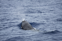 32282003161.jpg