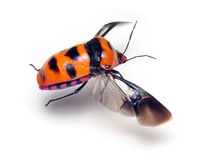 オオキンカメムシの飛翔 の写真素材 イラスト素材 アマナイメージズ