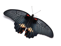 ナガサキアゲハのメス[32287000366]の写真・イラスト素材｜アマナ