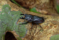 ヤエヤママルバネクワガタの大歯型[32312000572]の写真・イラスト素材