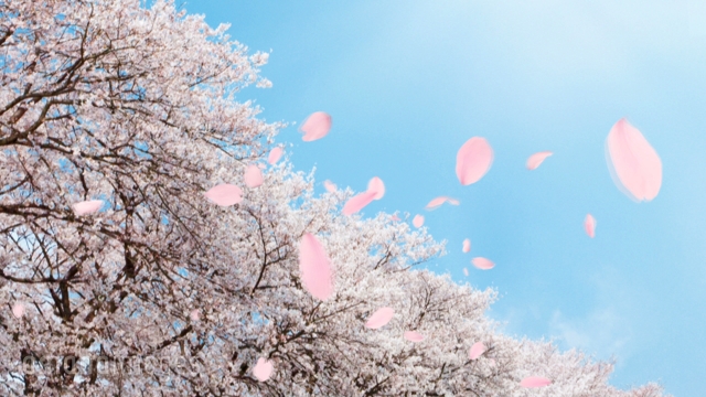 背割桜と桜吹雪 動画素材 映像素材 アマナイメージズ