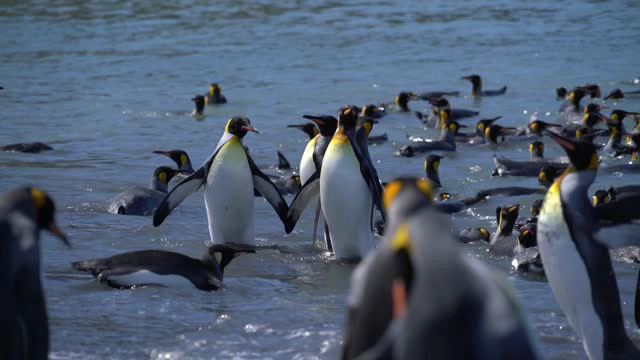 母親のおっぱいを飲むマッコウクジラの子供 小笠原［15280000049］の